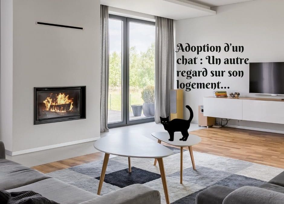 Adoption d’un chat : Un autre regard sur son logement…