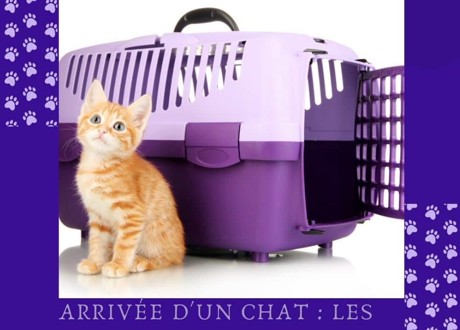 Arrivée d’un chat : Les accessoires de base