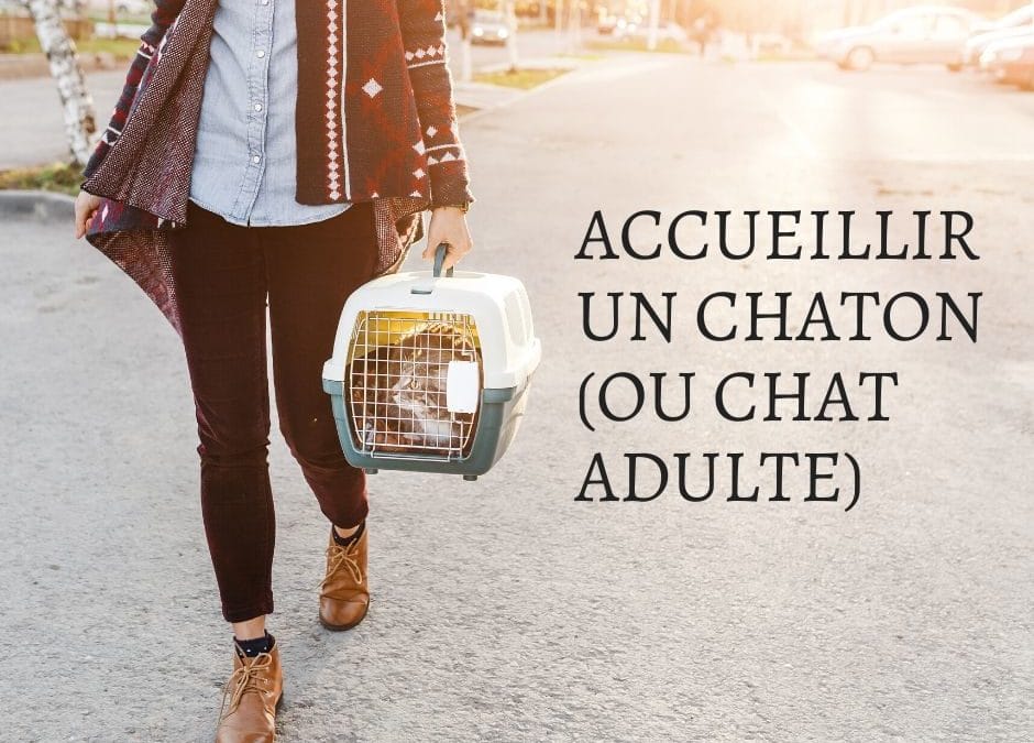 ACCUEILLIR UN CHATON (OU CHAT ADULTE)