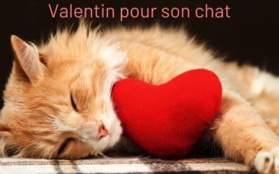 Idées de cadeaux de Saint Valentin pour son chat