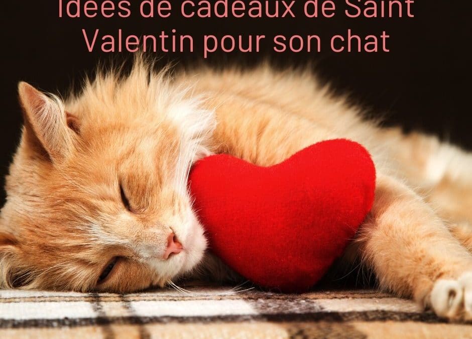 Idées de cadeaux de Saint Valentin pour son chat