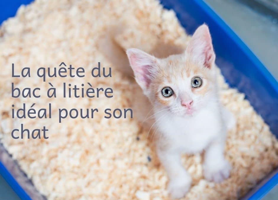 La quête du bac à litière idéal pour son chat
