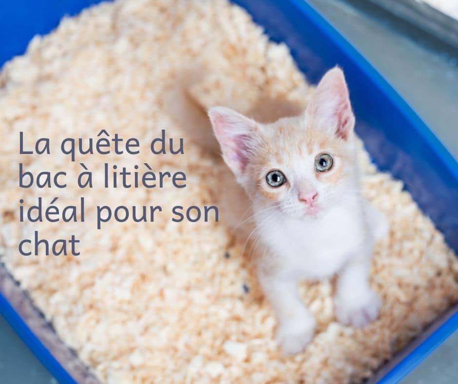 La quête du bac à litière idéal pour son chat La Psy de mon chat