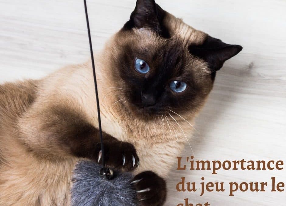 L’importance du jeu pour le chat