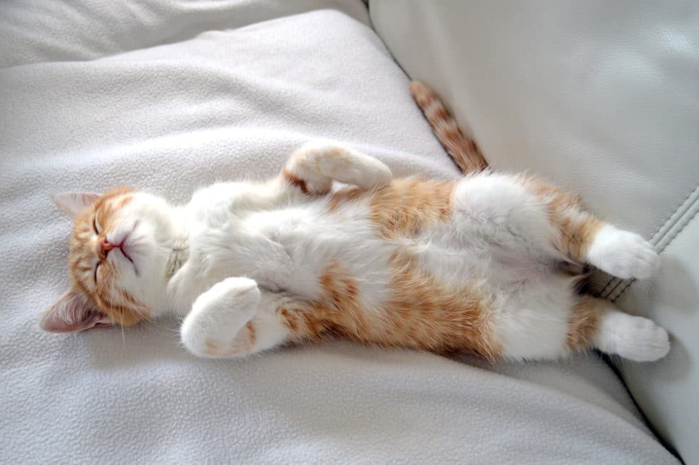 Mon Chat Se Gratte Et Devient Fou L'importance du jeu pour le chat - La Psy de mon chat