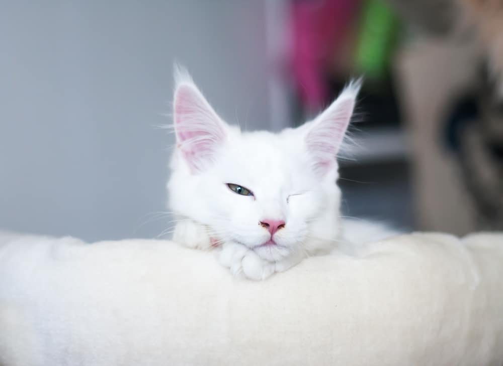  jeu pour le chat : dormir que d'un oeil