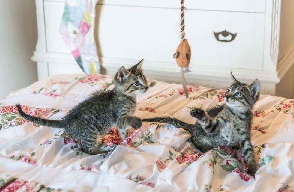 Mon Chat Se Gratte Et Devient Fou L'importance du jeu pour le chat - La Psy de mon chat