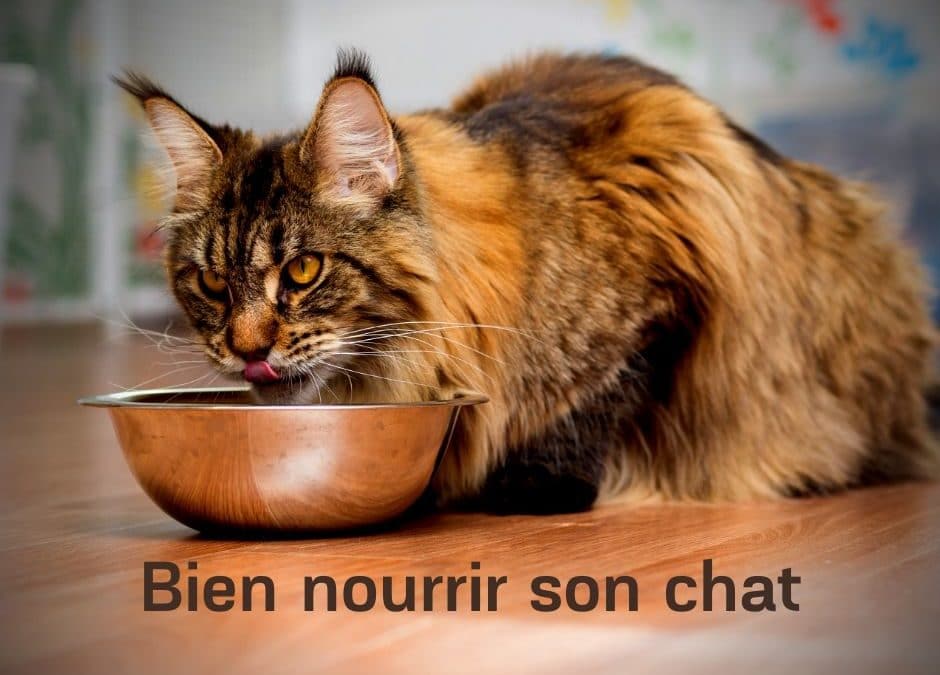 Bien Nourrir son Chat