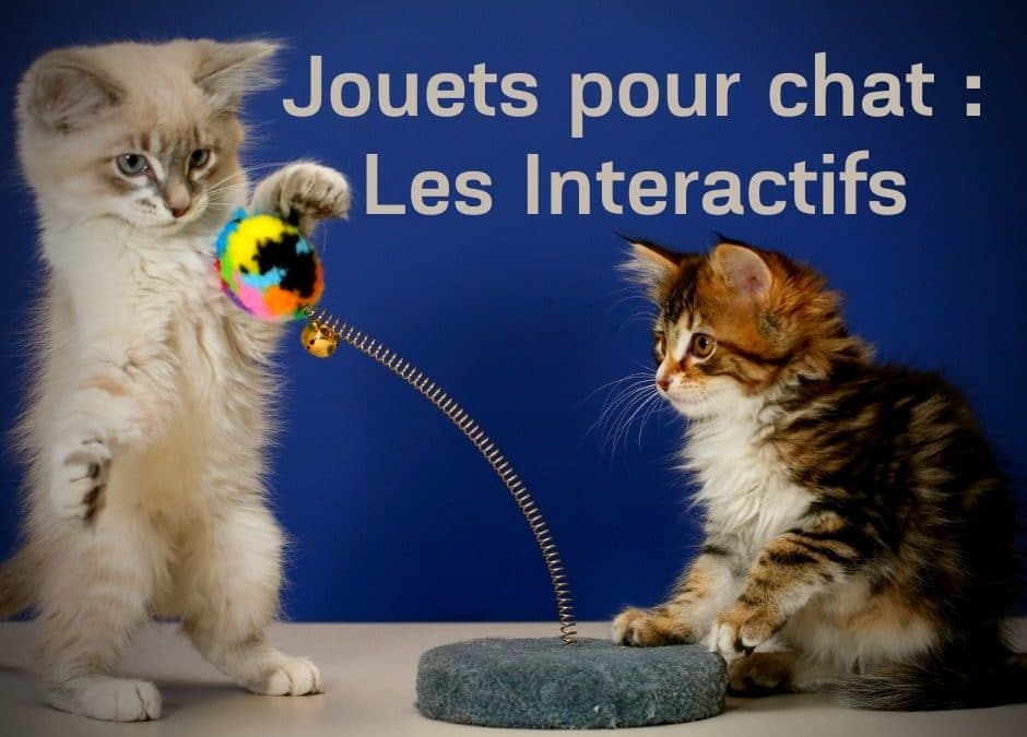 Jouets pour chat : Les Interactifs