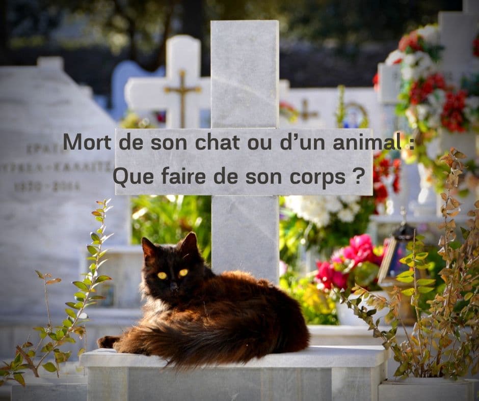 Mort De Son Chat Ou D Un Animal Que Faire De Son Corps La Psy De Mon Chat
