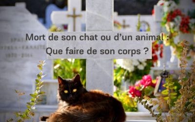Mort de son chat ou d’un animal : Que faire de son corps ?