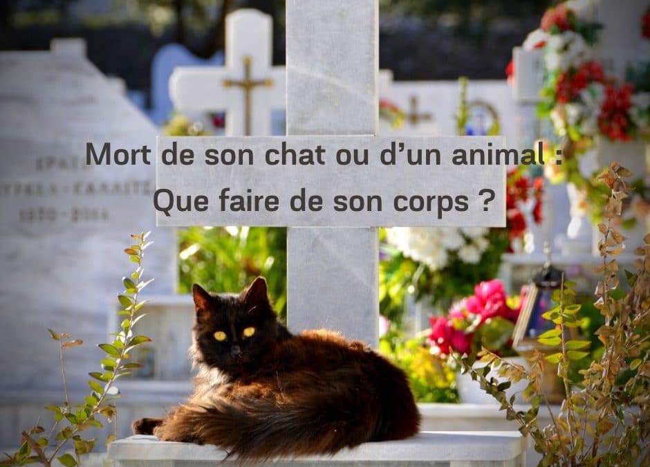 Mort de son chat ou d’un animal : Que faire de son corps ?