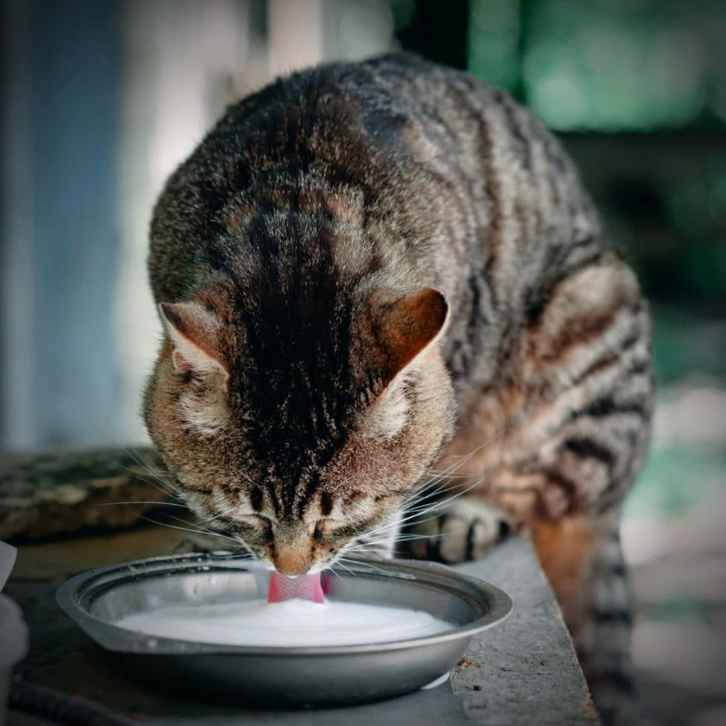 chat qui boit du lait