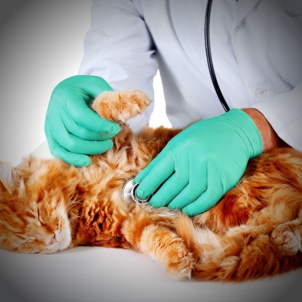 chat veterinaire