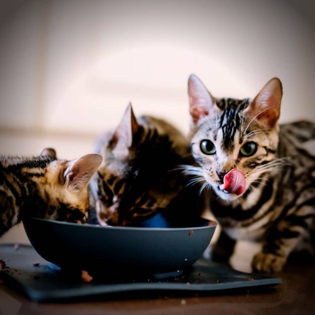 chats qui mangent ensemble