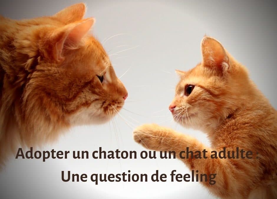 Adopter un chaton ou un chat adulte : une question de feeling.