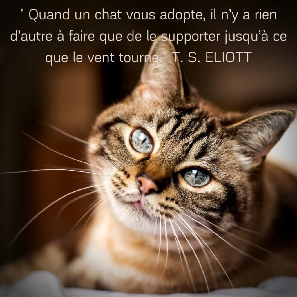 Adopter Un Chaton Ou Un Chat Adulte Une Question De Feeling La Psy De Mon Chat