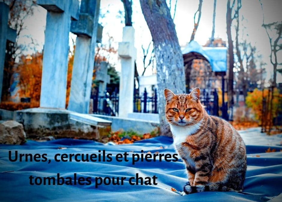 Urnes, cercueils et pierres tombales pour chat