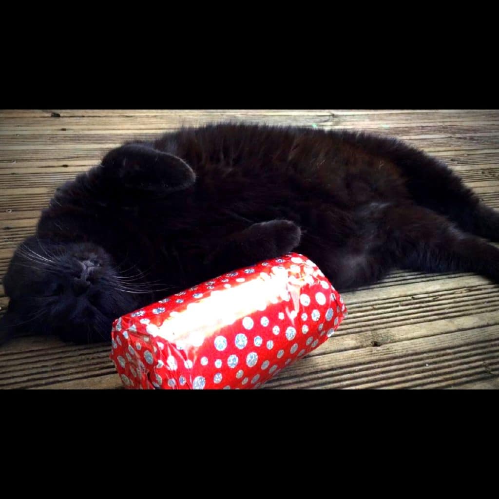 chat noir de jessica serra