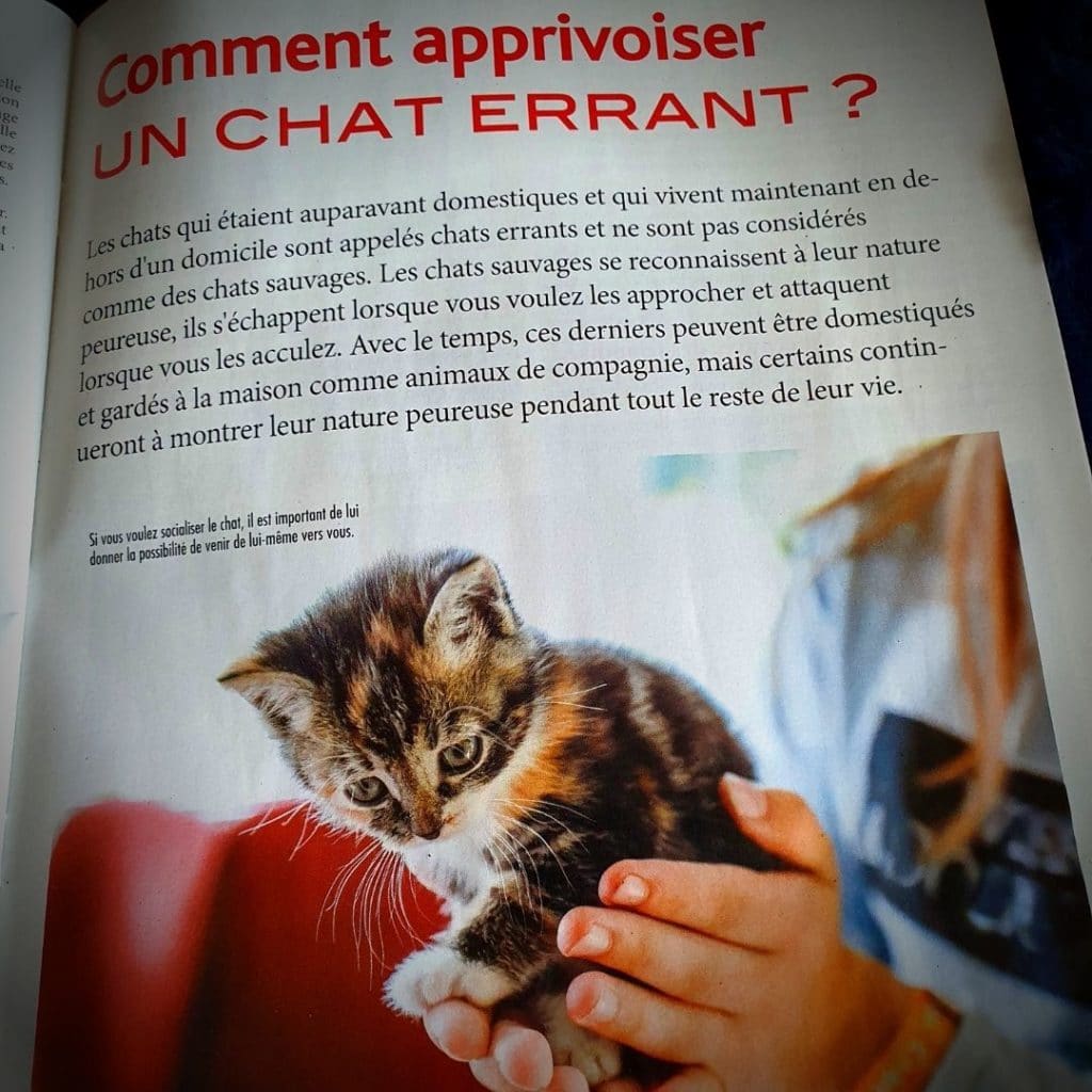 Le Magazine Special Chats La Psy De Mon Chat