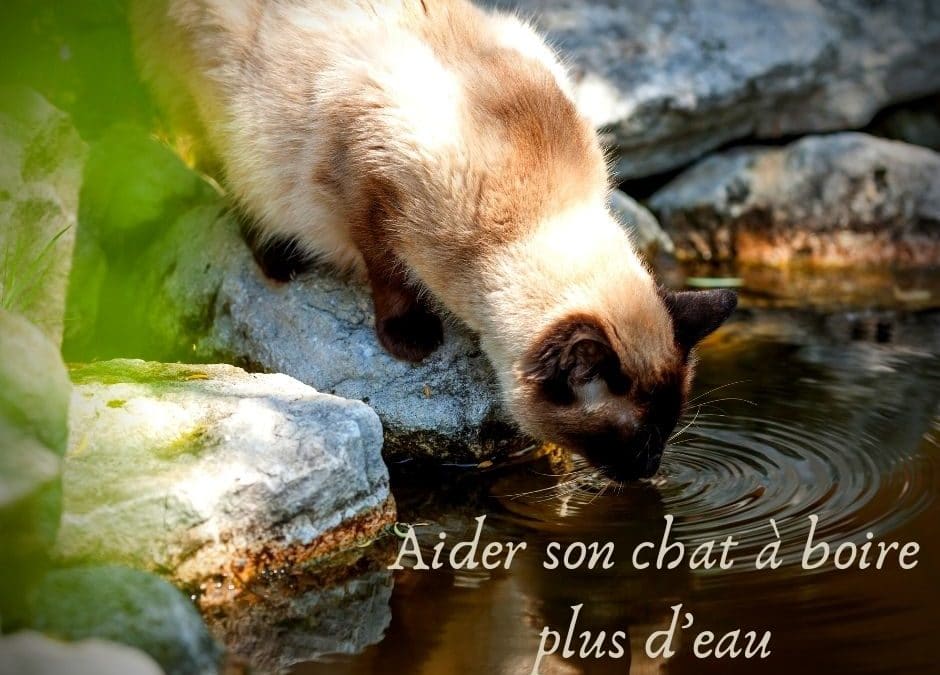 Aider son chat à boire plus d’eau