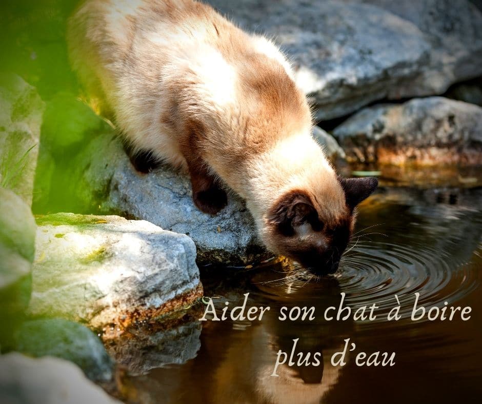 aider son chat à boire plus d'eau