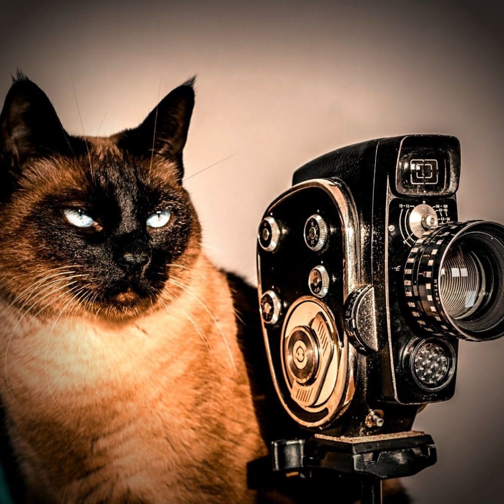 chat avec sa caméra