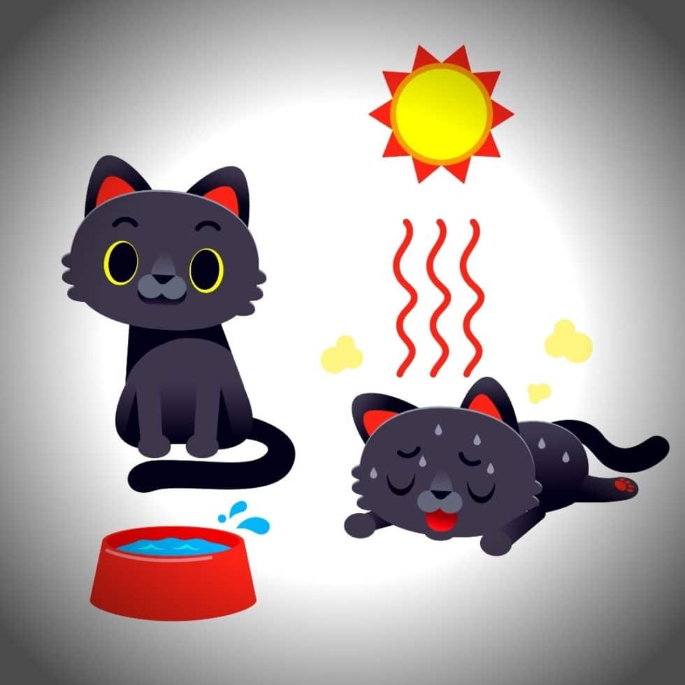 Aider son chat à boire plus d