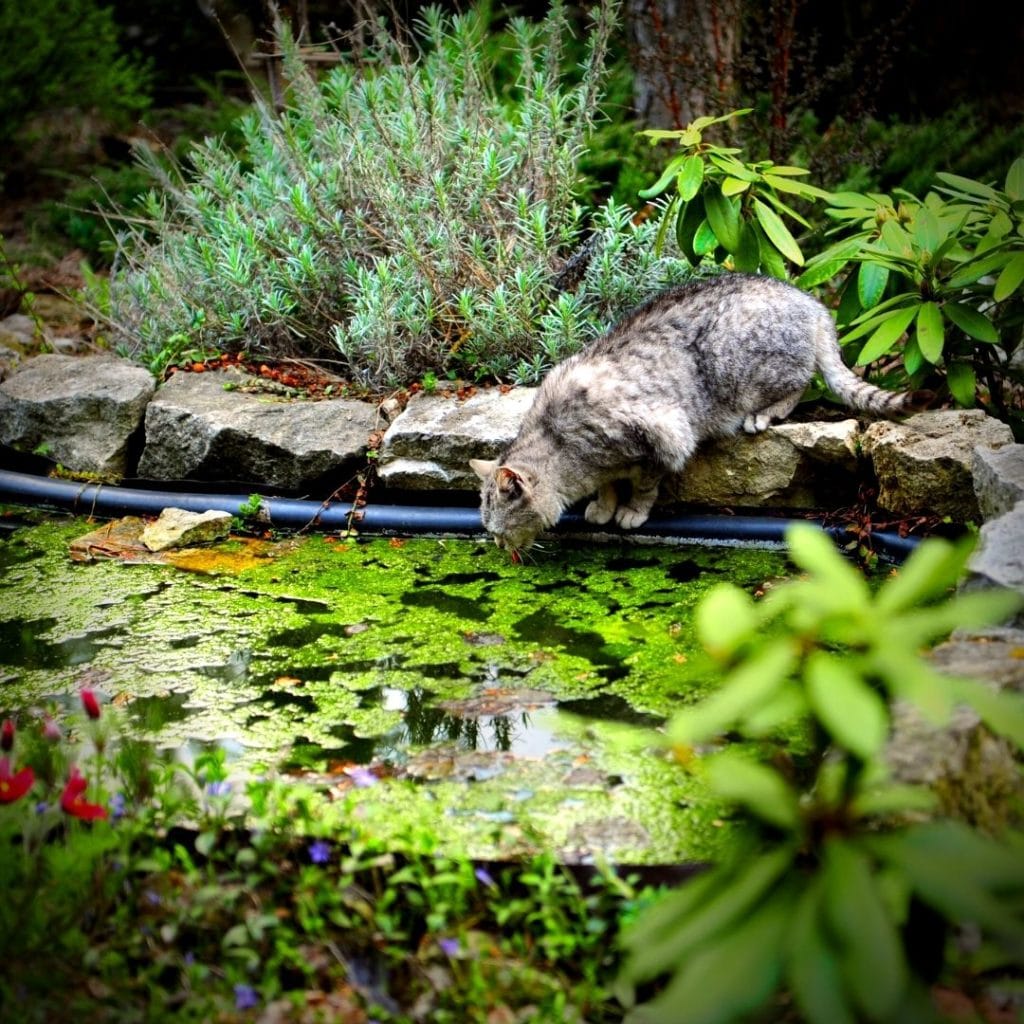 chat qui boit de l'eau dans un étang