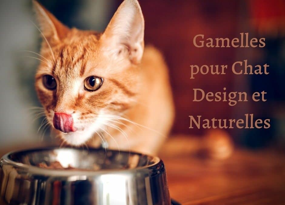 Gamelles pour chat design et naturelles
