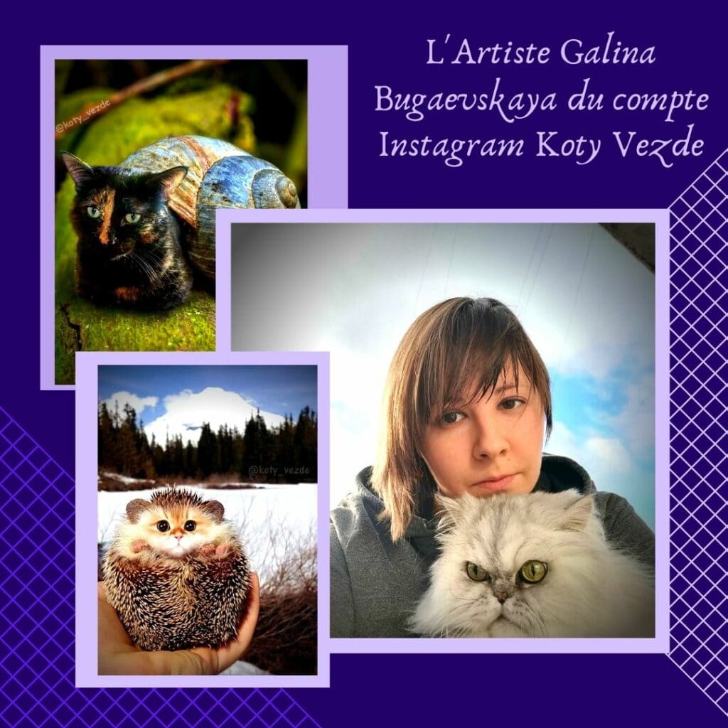 L'Artiste Galina Bugaevskaya du compte Instagram Koty Vezde