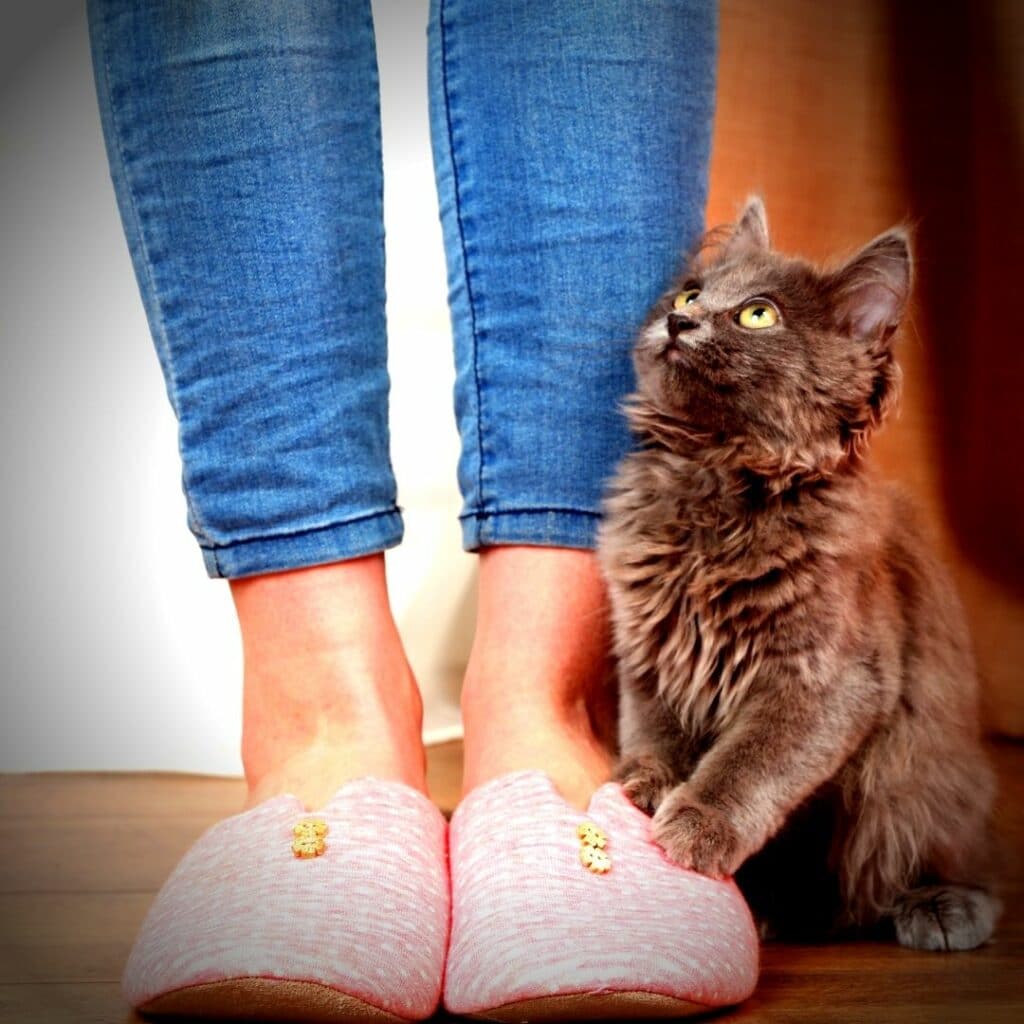 chaussons chat