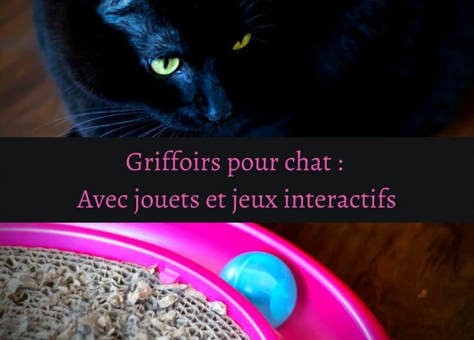 Griffoirs pour chat : Avec jouets et jeux interactifs