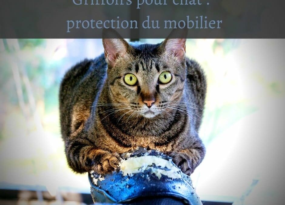 Griffoirs pour chat : protection du mobilier