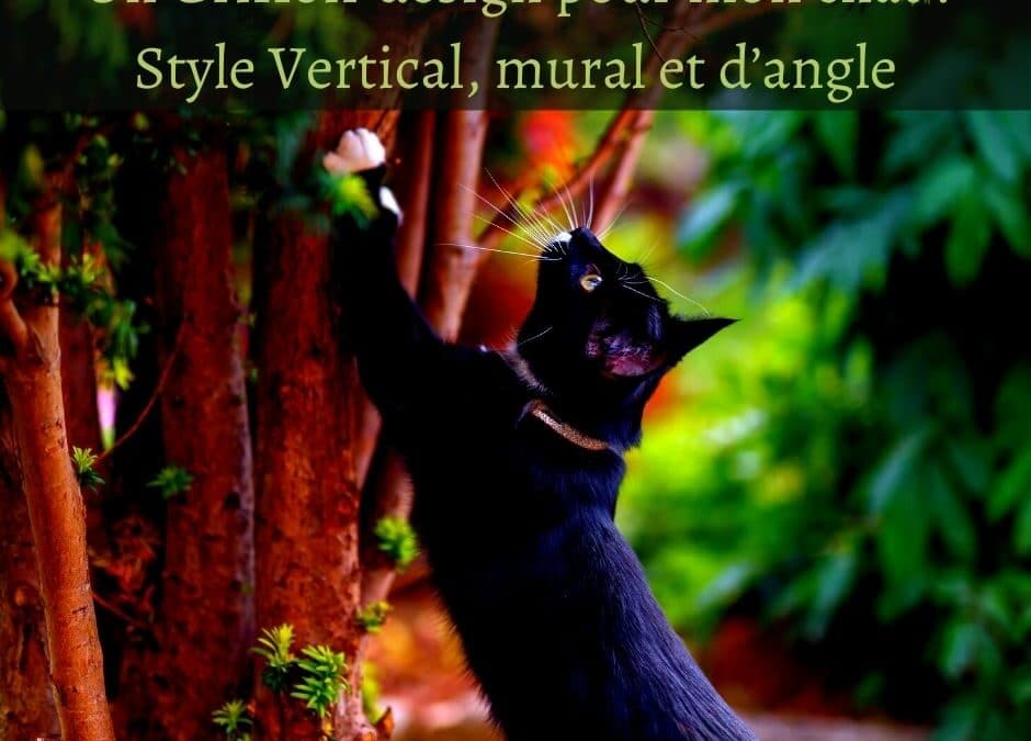 Un griffoir design pour mon chat : Style vertical, mural et d’angle