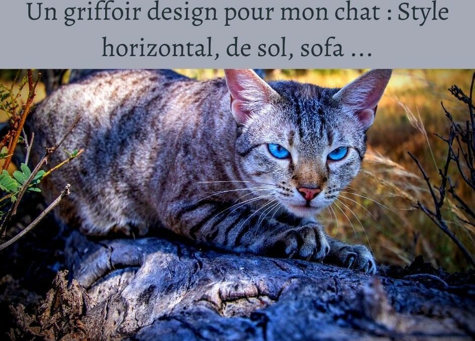 Un griffoir design pour mon chat : Style horizontal, de sol, sofa …
