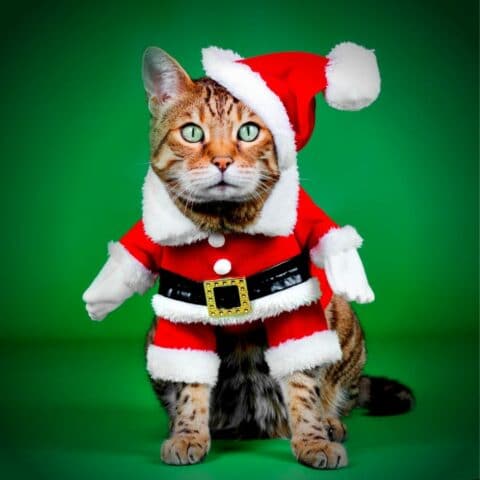 Cadeaux pour chat sur le thème de Noel - La Psy de mon chat