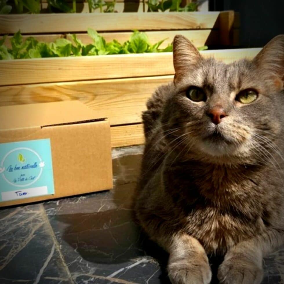 Box pour chat la Box naturelle (Test et Interview) La Psy de mon chat — free download
