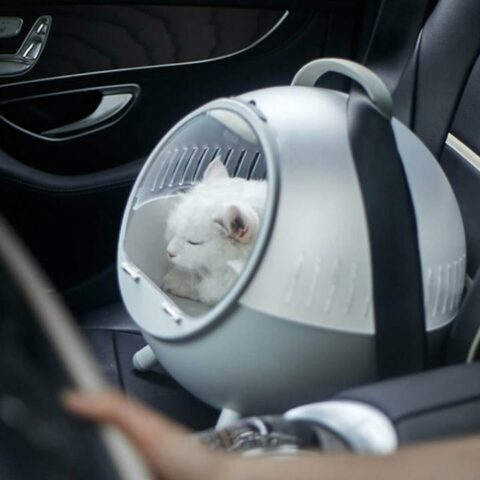 Caisse De Transport Pour Chat Snugsy - 49x34x32 Cm - Plastique Robuste, Fermetures à Clip - Couleur Beige-crème - Pour Vétérinaire, Voyage