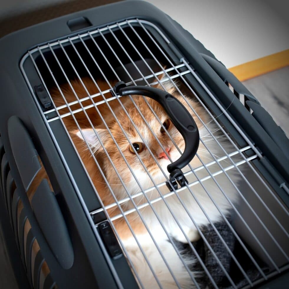 Une caisse de transport idéale pour mon chat La Psy de mon chat