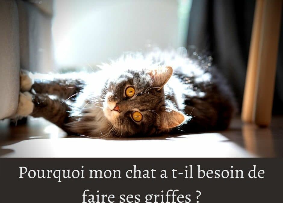 Pourquoi mon chat a t-il besoin de faire ses griffes ?