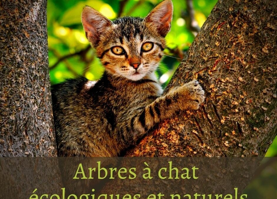 Arbres à chat écologiques et naturels