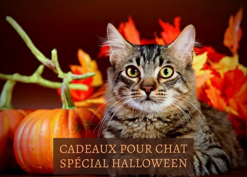 Cadeaux pour chat spécial Halloween