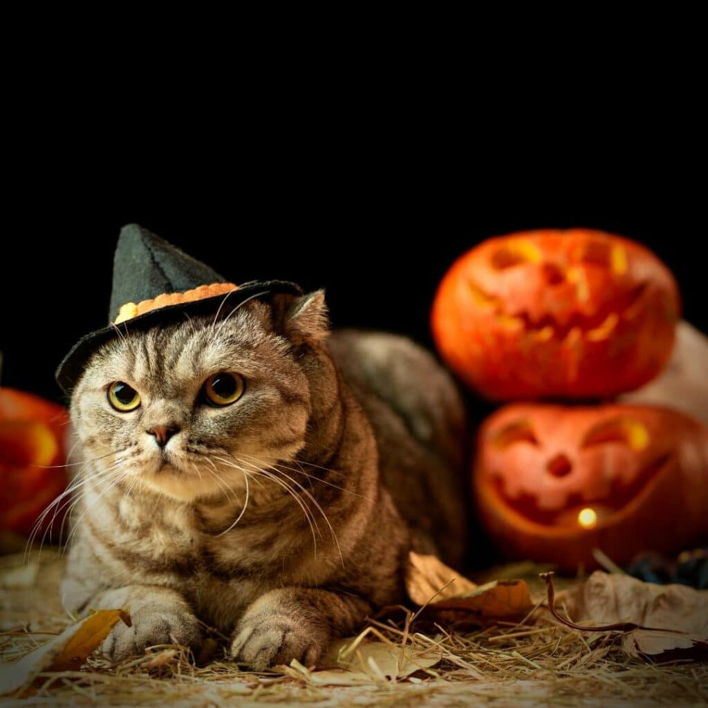 accessoires chat halloween