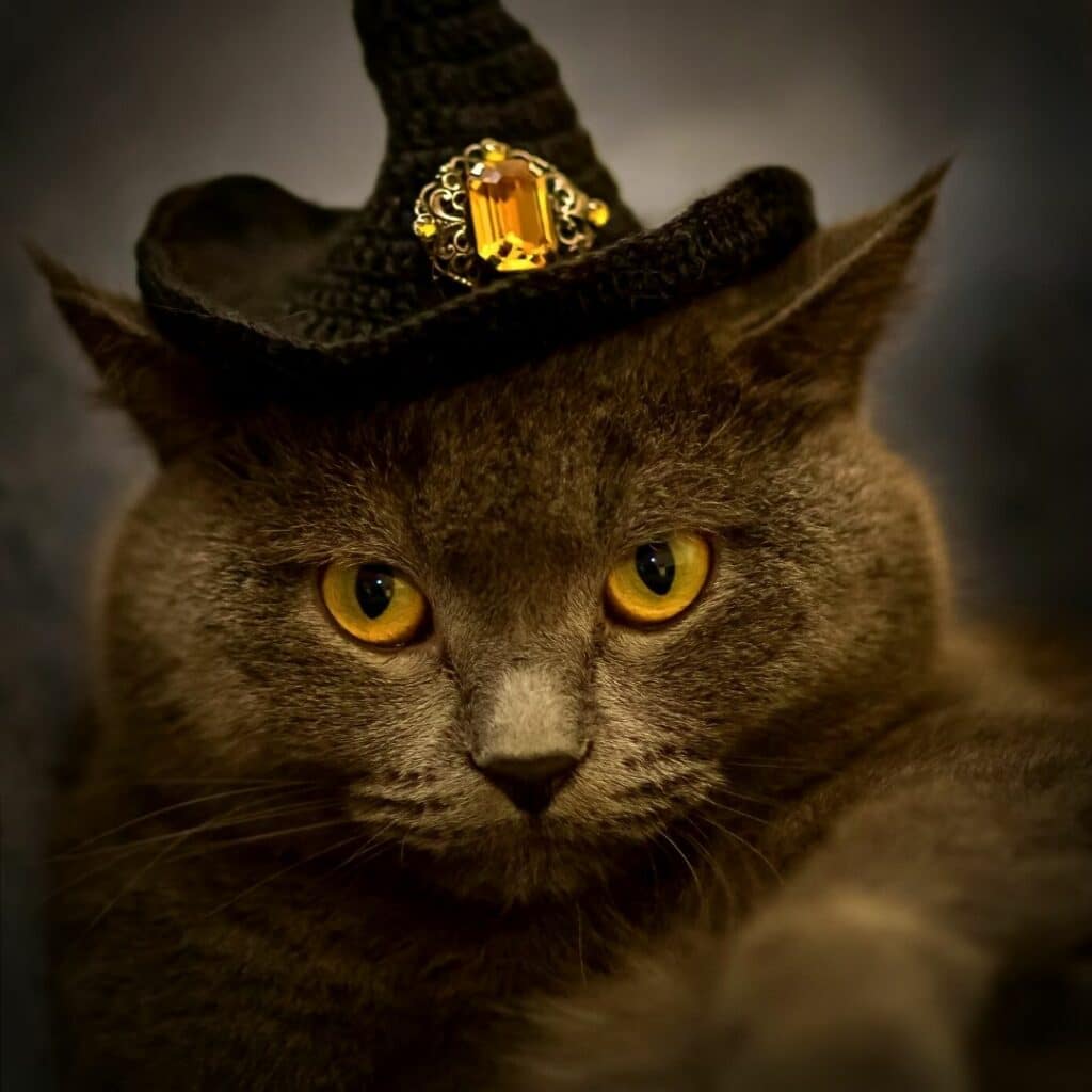 chat chapeau sorcier pour halloween