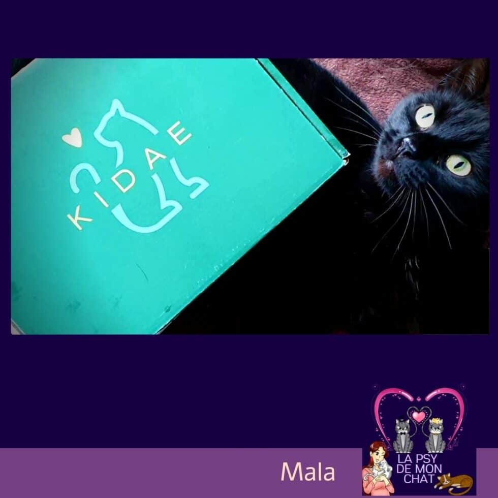 Box pour chat la Kidae box ( Test et Interview ) La Psy de mon chat — free download