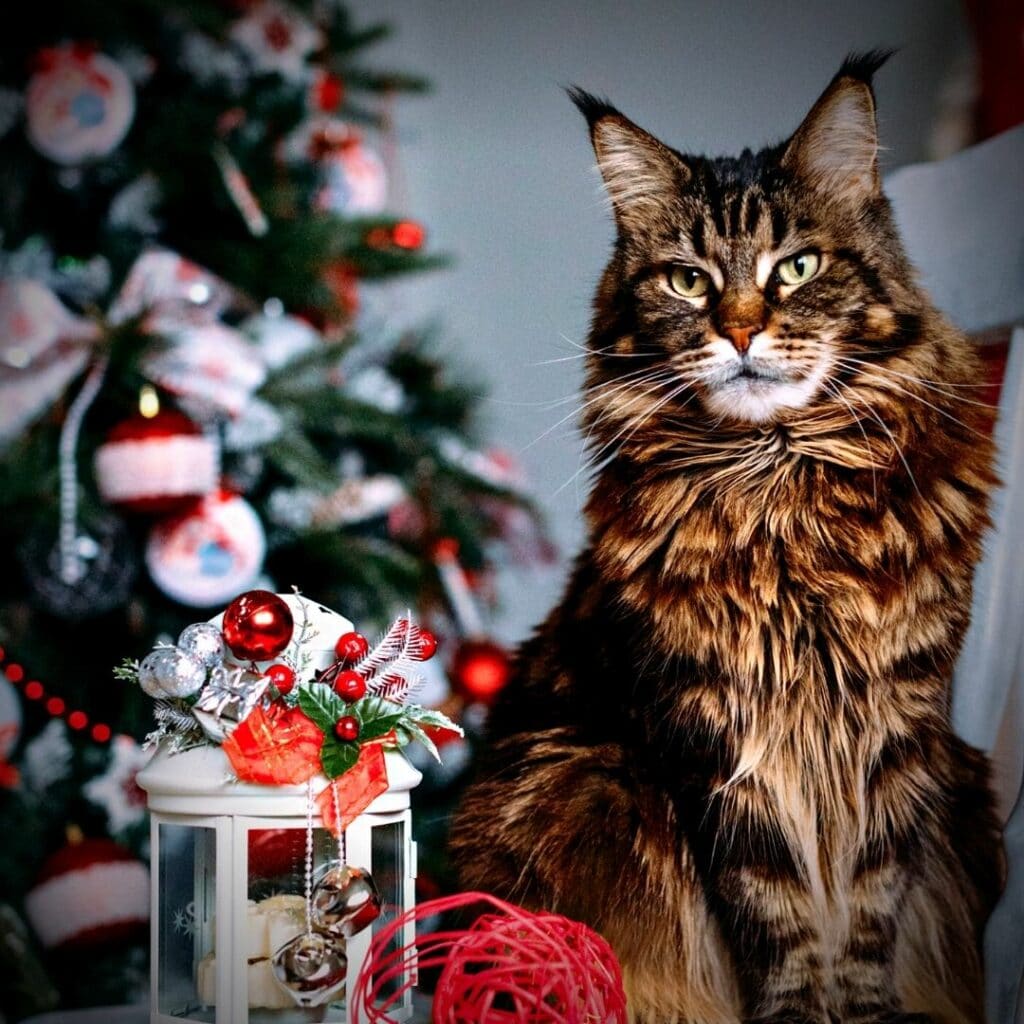 Décorations de Noël chat maison