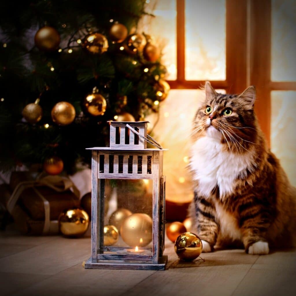 Décorations de Noël chat sapin