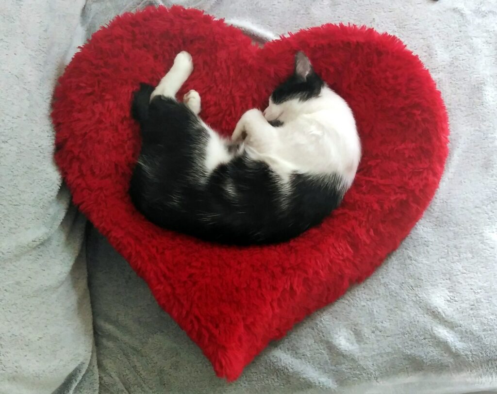 lit pour chat en forme de coeur
