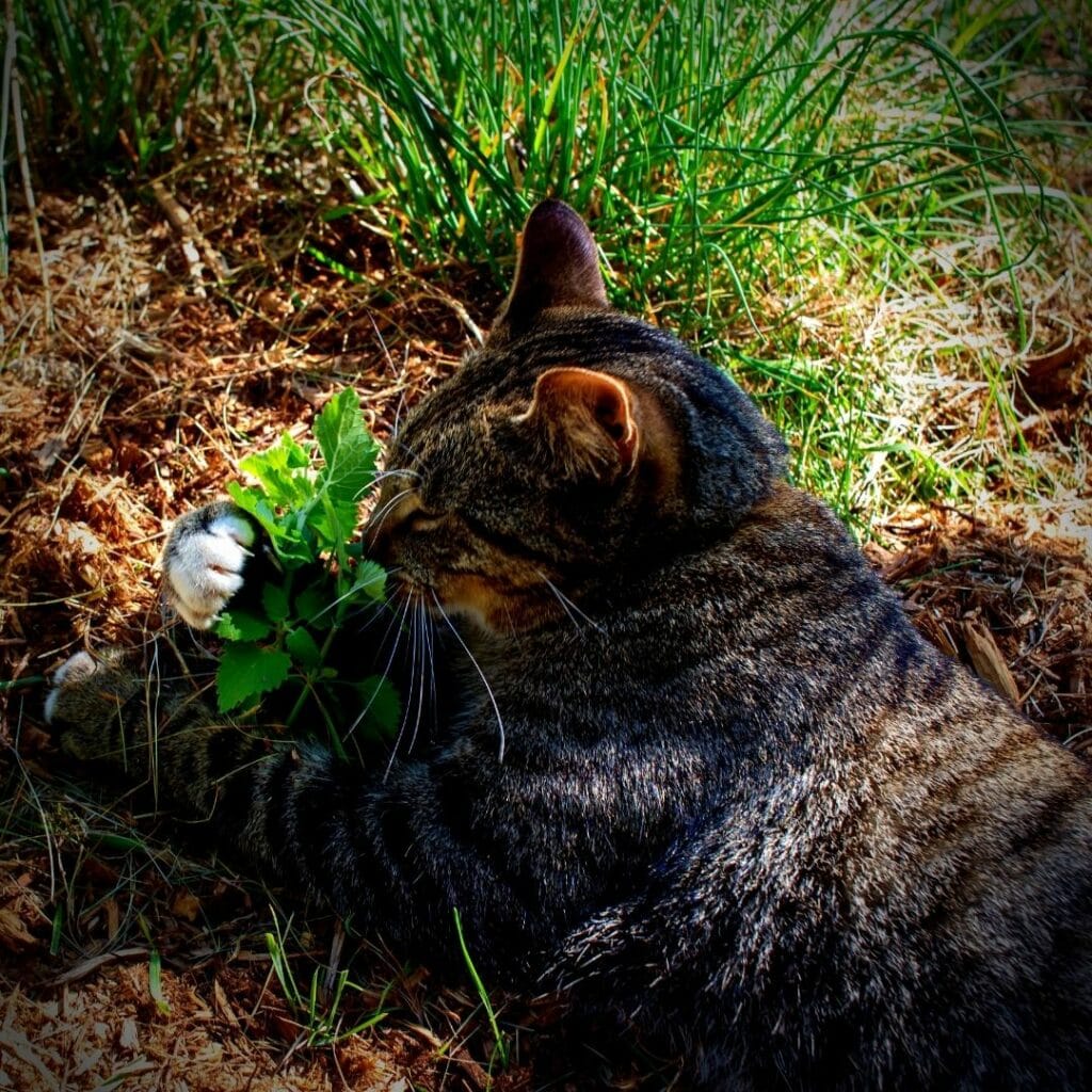 chat et herbe aux chats euphorisantes